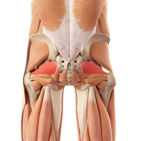 Piriformis Release – Top 8 Techniques To Reduce Painful Trigger Points