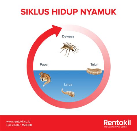 Kitaran Hidup Nyamuk Aedes Dan Nyamuk Tiruk : Aedes Achmad Ramdani Ardiya Regita Pramesti Arina ...