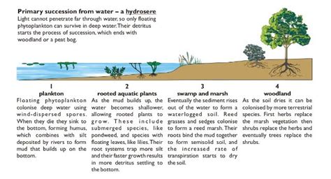 A hydrosere. | Aquatic plants, Energy pyramid, Ecology