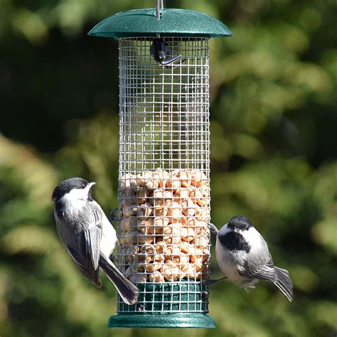 The Top 6 Woodpecker Feeders You Should Consider Buying