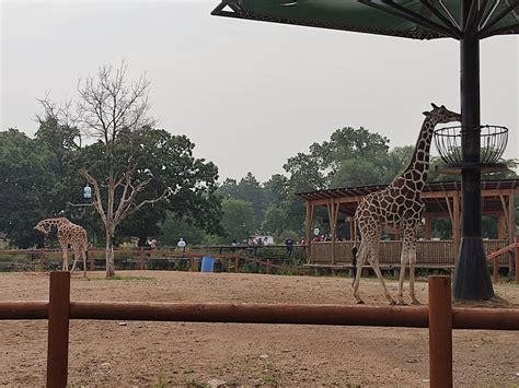 Giraffes at the Como Zoo by DavidFiggins on DeviantArt