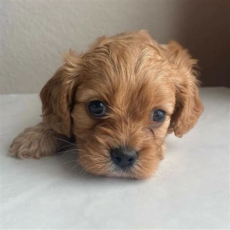 Cavapoo Breeders Ny/cavapoo Puppies For Sale Ny