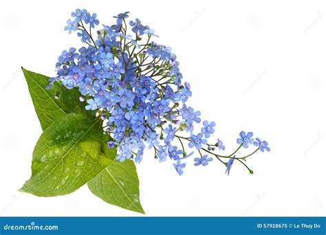 Forget Me Not Bouquet stock image. Image of blossom, blooming - 57928675