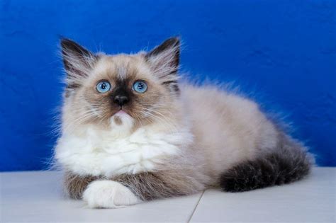 Ragdoll Cat Breeders Near Me - 37 Unconventional But Totally Awesome ...