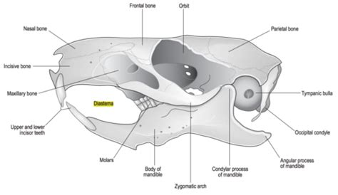 Mouse Teeth Anatomy