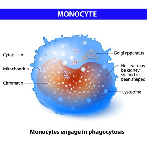 Monocyte stock vector. Illustration of cell, immunity - 68590443