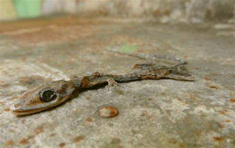 Free Images : nature, dry, wildlife, dead, fauna, lizard, gecko, vertebrate, corpse, agamidae ...