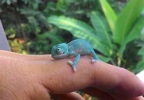 Baby chameleon : r/aww