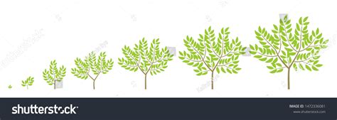 Tree Growth Stages Ripening Period Progression Stock Vector (Royalty ...