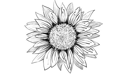 Sunflower Drawing, Pencil, Sketch, Colorful, Realistic Art Images | Drawing Skill