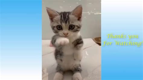 Cute Pets And Funny Animals Compilation 18 cute & funny - YouTube