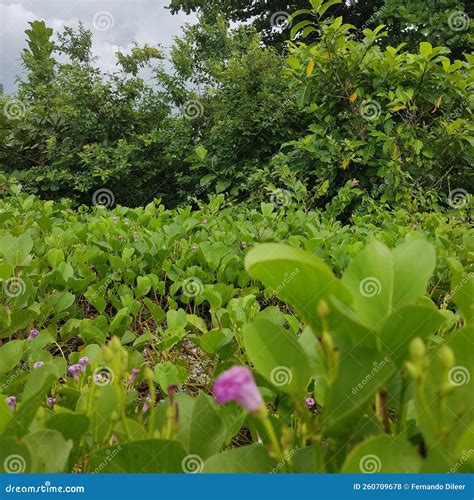 The Flower Field in the Forest Stock Photo - Image of shrub, flower ...