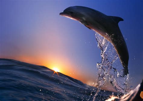 Gray dolphin, dolphin HD wallpaper | Wallpaper Flare