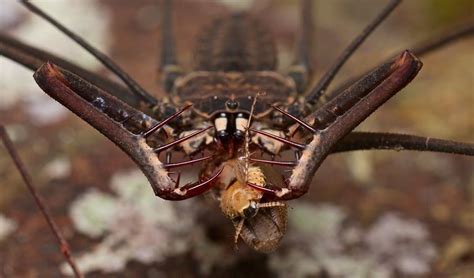 Whip spiders or amblypygids looks super vicious and dangerous but they are harmless to humans ...