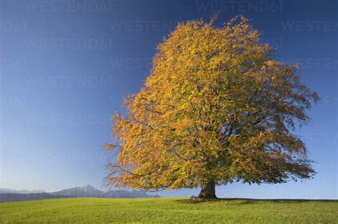 Germany, Bavaria, Single beech tree (Fagus sylvatica) - EKF00936 - Erich Kuchling/Westend61