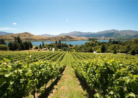 Best wine tours in Queenstown New Zealand