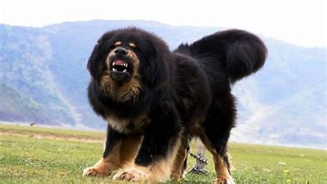 Russian bear dog | Mastiff dogs, Mastiff puppies, Tibetan mastiff dog