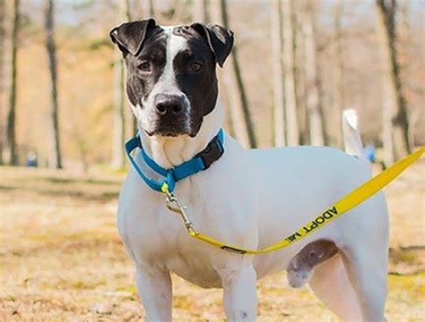 Pointer/terrier mix loves everyone he meets - nj.com