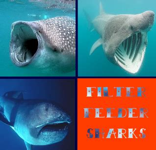 Sharks – The Homeschool Help Desk