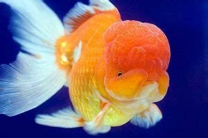 Goldfish - Pet City WA