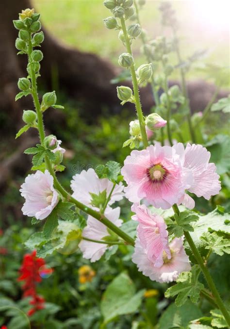 Hollyhock Flower stock photo. Image of leaf, herbaceous - 110811366