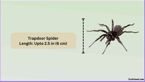 Trapdoor Spider Size Explained & Compared With Other Spiders