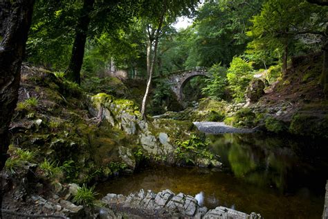 Northern Ireland's Must-See Forests