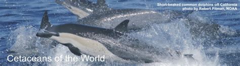 World Cetacea Database - Intro