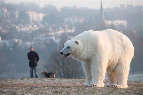 Giant Polar Bear on the Loose That Frightened London Today Turns Out to Be an Ad