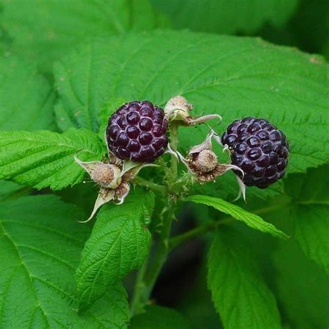 Seeds for Raspberry 'Blackcap' - (Rubus leucodermis) – Amkha Seed ...