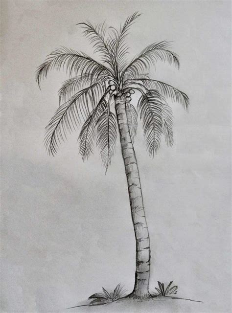 Palm Tree Drawing & Illustration Ideas - How To Draw Palm Tree? - HARUNMUDAK