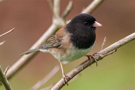 Dark-eyed Juncos, Backyard Gems, Come in a Dazzling Array of Colors | Audubon