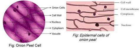 Onion Bulb Cell