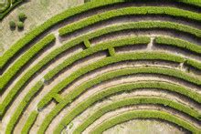 Green Labyrinth Free Stock Photo - Public Domain Pictures