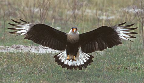 Crested Caracara