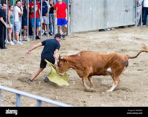 Bull Baiting Our Week Holiday On The Isle Of Wight In