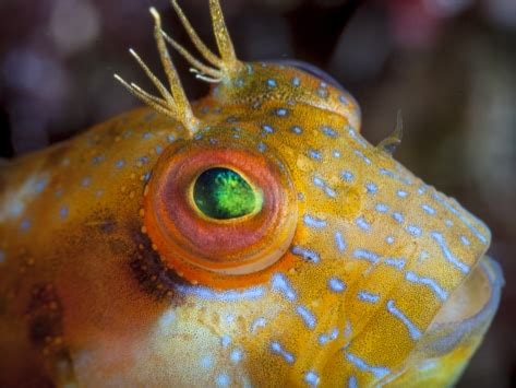 All About Blenny Fish and Care | Blennioid Care | PetMD