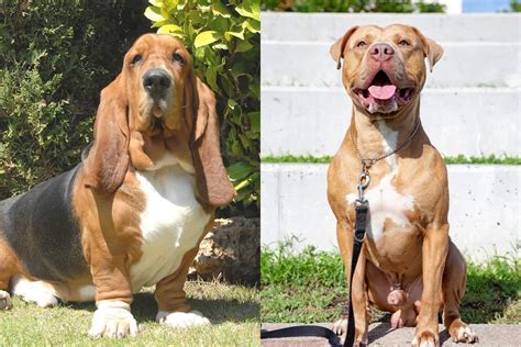 Basset Hound Pitbull Mix: A Rare Surprise of Crossbreeding