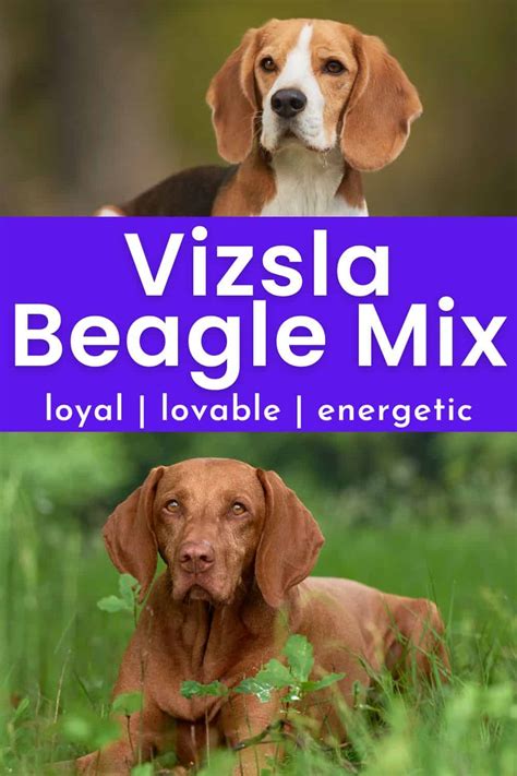 The Vizsla Beagle Mix - Meet The Veagle! | It's A Vizsla