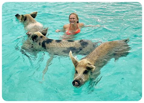 Everything you need to know before visiting Pig Beach in the Bahamas