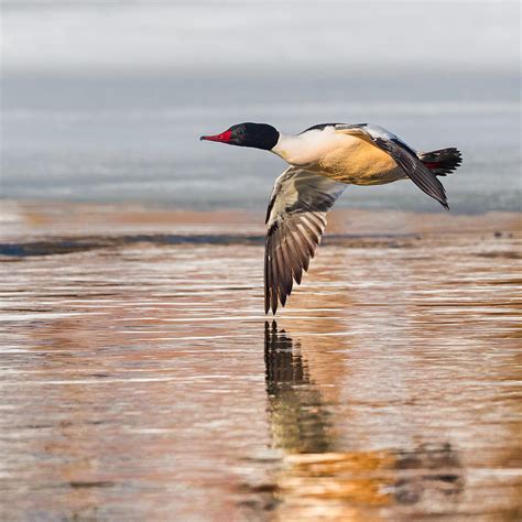 Common Merganser In Flight Square Photograph by Bill Wakeley - Fine Art America