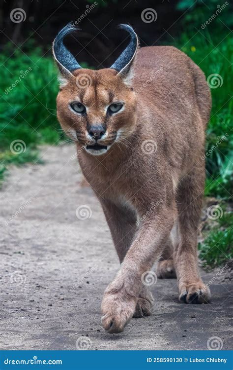 Portrait Desert Cats Caracal Caracal Caracal or African Lynx with Long ...