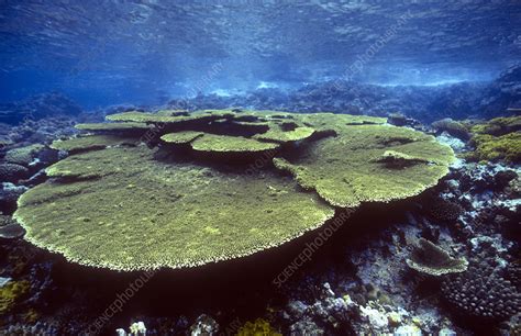 Table coral - Stock Image - C011/7806 - Science Photo Library