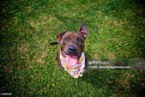 Shelter Dog Stories High-Res Stock Photo - Getty Images