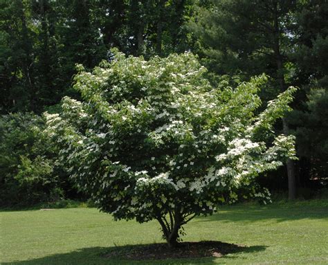 Cornus kousa (Chinese Dogwood, Japanese Dogwood, Kousa Dogwood) | North ...