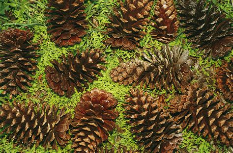 Giant Longleaf Pine Cones Photograph by Raymond Gehman