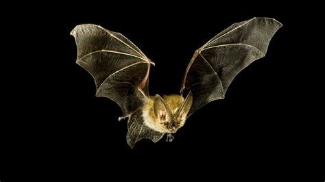 Bats are superheroes of the night. Their superpowers could help us protect them. | Live Science