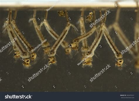 Gnats; Mosquitoes; Larvae Stock Photo 343470161 : Shutterstock