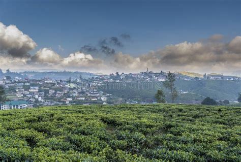 Beautiful Green Tea Plantations in Nuwara Eliya Stock Photo - Image of ...