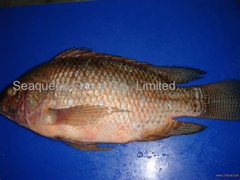 Tilapia Fillets,China price supplier - 21food